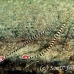 pipefish_banded_muck_h_0705_png2297.jpg